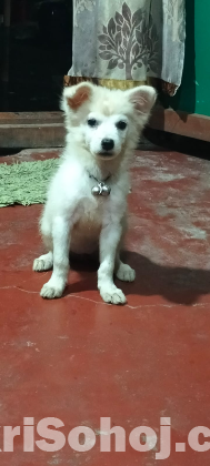 japanese spitz